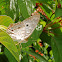 White Peacock Butterfly