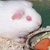 100_4245.JPG