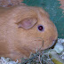 100_4250.JPG