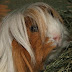 DSCF4970.JPG
