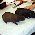 DSCF0536.JPG