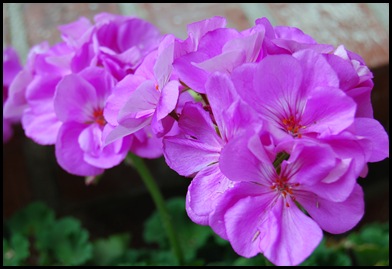 geranium