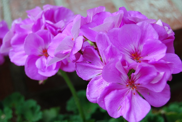 [geranium[4].jpg]