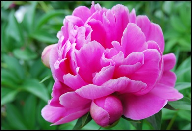 peony