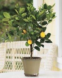 [lemon meyer[4].jpg]