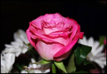 DSC_0115 DSC_0115