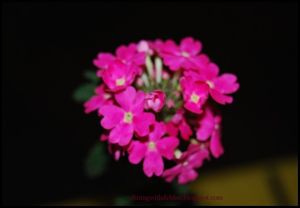 DSC_0151 DSC_0151