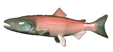 [pinksalmon2.gif]