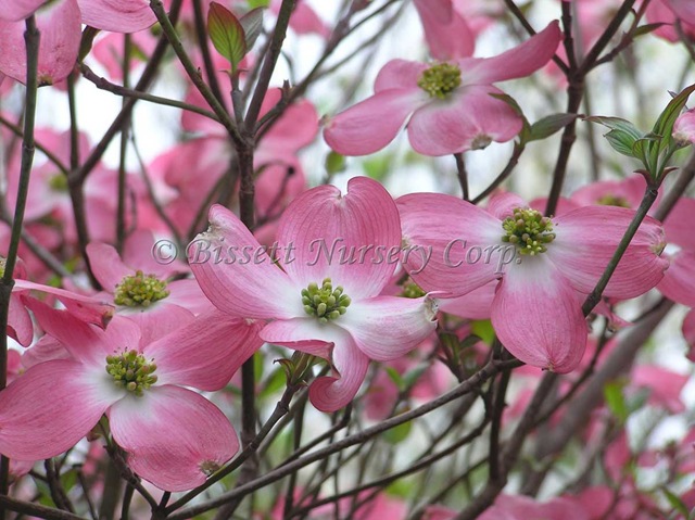 [pink Dogwood-Pink-25[4].jpg]