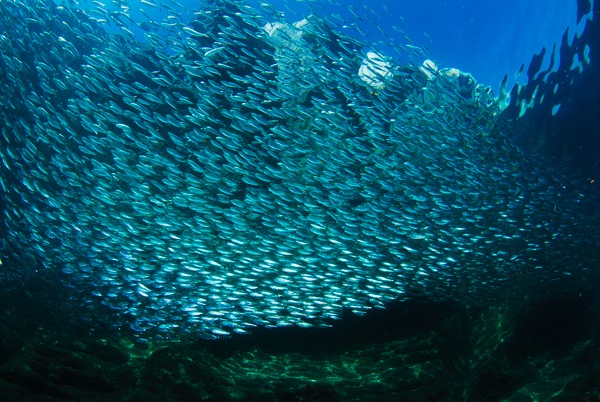 [sardines2[4].jpg]