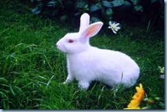 bunny 6