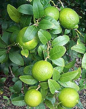 [KeyLime[14].jpg]