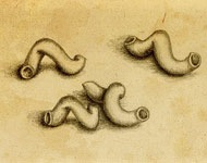 [pasta_cavatappi4.jpg]
