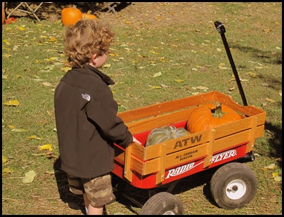 pumpkin patch 10