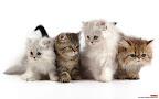 Click to view CAT + DOG + 1920x1200 Wallpaper [Cat n Dog 002 1920x1200px.jpg] in bigger size