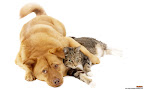Click to view CAT + DOG + 1920x1200 Wallpaper [Cat n Dog 012 1920x1200px.jpg] in bigger size
