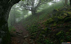 Click to view NATURE + NATURAL + 1920x1200 Wallpaper [Nature 04 1920x1200px.jpg] in bigger size