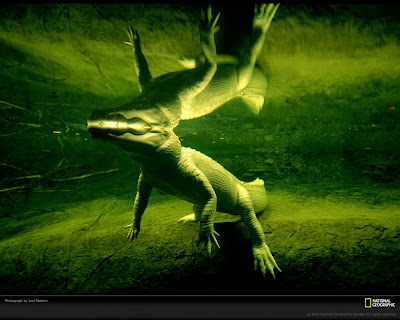 click to download free best desktop wallpaper - alligator sartore 1600x1200px