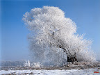 Click to view Winter + Beautiful + Nature Wallpaper [winter 32 1600x1200px.jpg] in bigger size