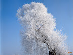 Click to view Winter + Beautiful + Nature Wallpaper [winter 31 1600x1200px.jpg] in bigger size