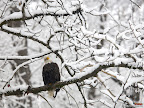 Click to view BIRDs + 1600x1200 Wallpaper [bird 12 1600x1200px.jpg] in bigger size