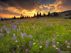 Click to view NATURE + NATURAL + 1600x1200 Wallpaper [nature 30 1600x1200px.jpg] in bigger size
