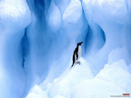 Click to view ANIMAL + 1600x1200 Wallpaper [Adelie Penguin South Shetland Islands Antarctic Peninsula 1600x1200px.jpg] in bigger size