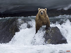 Click to view ANIMAL + 1600x1200 Wallpaper [Brown Bear Foraging for Salmon Kamchatka Russia 1600x1200px.jpg] in bigger size