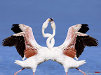 Click to view ANIMAL + 1600x1200 Wallpaper [Flamingos 1600x1200px.jpg] in bigger size