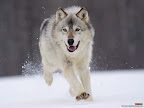 Click to view ANIMAL + 1600x1200 Wallpaper [Gray Wolf Minnesota 1600x1200px.jpg] in bigger size