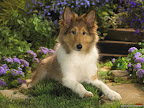 Click to view ANIMAL + 1600x1200 Wallpaper [Sheltie Puppy 1600x1200px.jpg] in bigger size