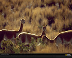 Click to view LIFE + BROWN + SPECIAL + 1600x1200 Wallpaper [vicunas raymer 1600x1200px.jpg] in bigger size