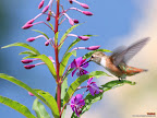Click to view BIRD + HUMMING + 1600x1200 Wallpaper [Hummingbird 10 1600x1200px.jpg] in bigger size