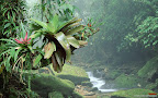 Click to view NATURE + NATURAL + 1680x1050 Wallpaper [Bromeliads Bocaina National Park Atlantic Rainforest Brazil.jpg] in bigger size