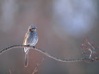 Click to view BIRD + HIGH RESOLUTION + 1600x1200 Wallpaper [bird.high.resolution.077.jpg] in bigger size