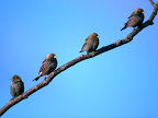 Click to view BIRD + HIGH RESOLUTION + 1600x1200 Wallpaper [bird.high.resolution.116.jpg] in bigger size