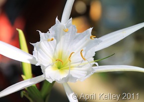 Lily Fest 157