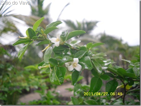 flor do 'guaraná'