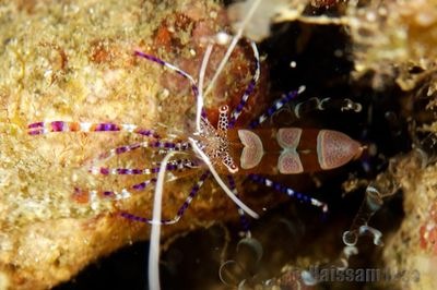 [grenada_cleaner_shrimp[3].jpg]