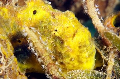 [grenada_frogfish2[3].jpg]