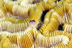 grenada_goby