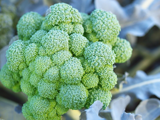 [broccoli[3].jpg]