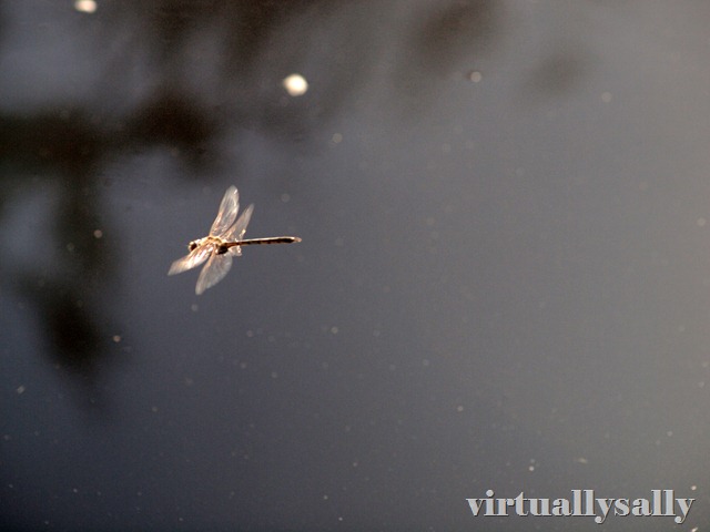 [dragonfly[9].jpg]