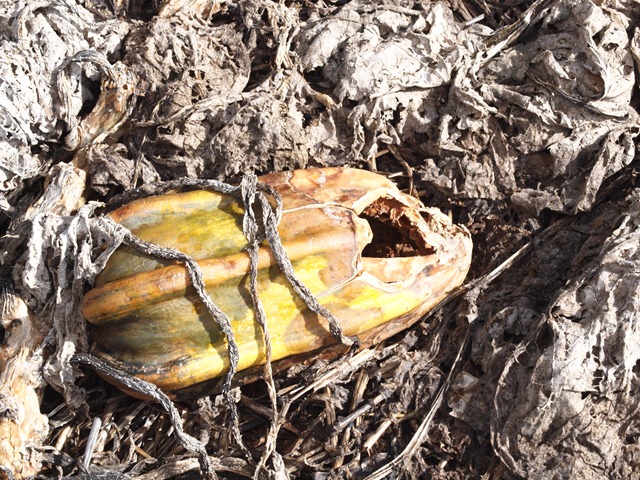 [decaying pumpkin july 10[8].jpg]