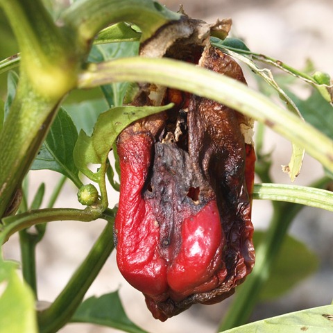 [neglected chilli july 10[3].jpg]