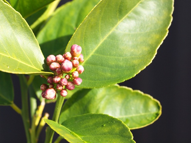 [lemon blossoms[3].jpg]