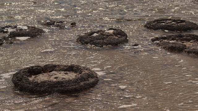 [stromatolites[3].jpg]