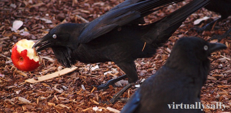 the crow and the apple     