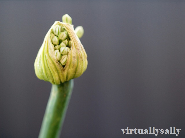 [onion flower[6].jpg]