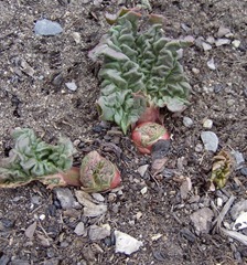 Rhubarb (596x640)